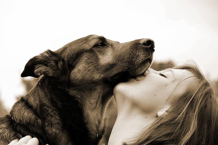 Dog By Law